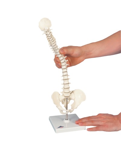 Mini Human Spinal Column Model - Flexible, on Base